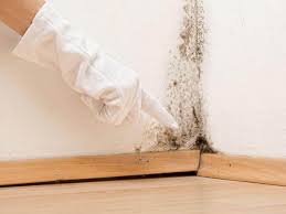 Redington Beach, FL Mold Removal Services Company